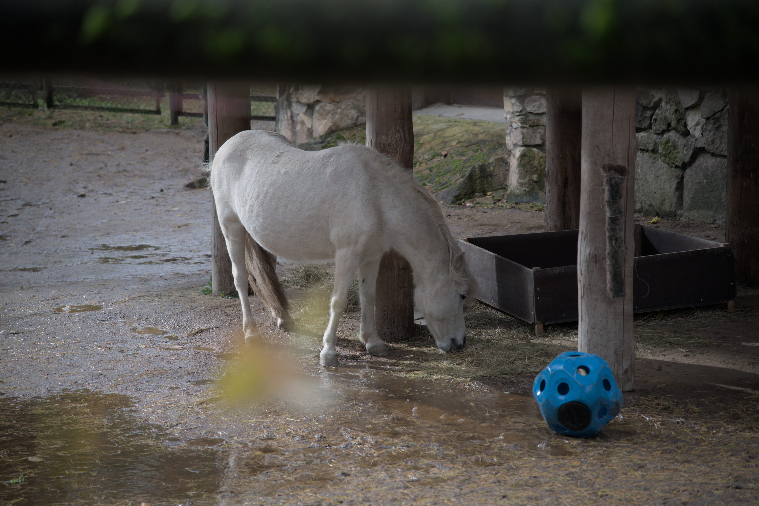 2025/10/12 - zoo/DSC_0358.jpg